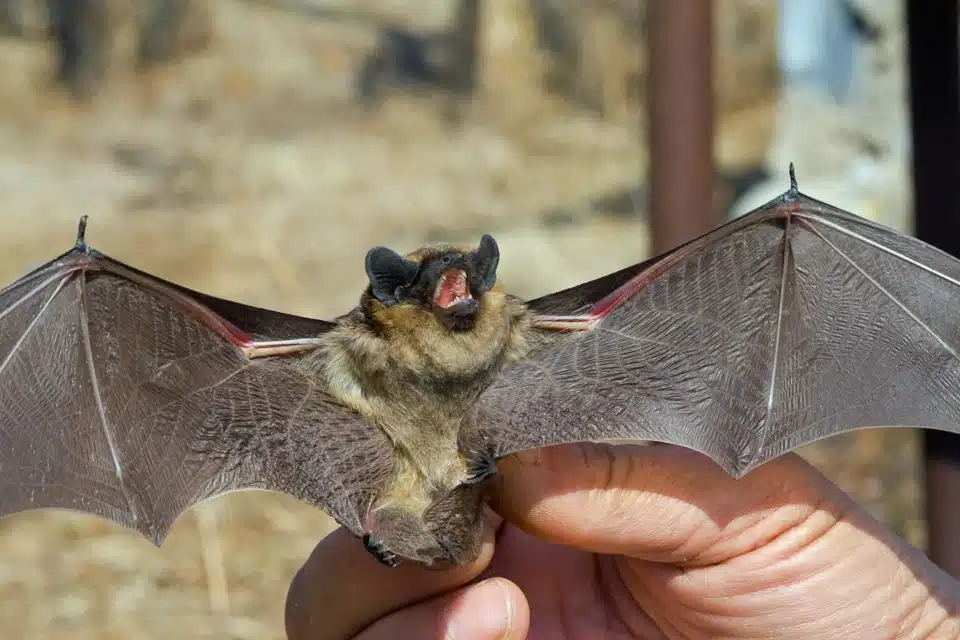 Interprétation mystique la chauve-souris dans la maison et sa signification